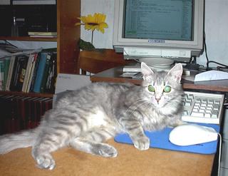 Katė prie kompiuterio