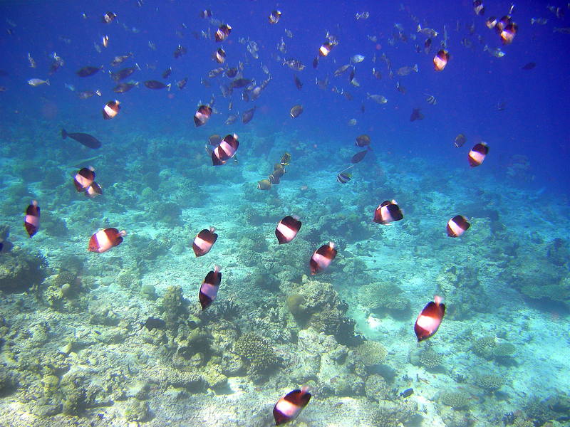 Vandenyno dugnas prie Maldyvų