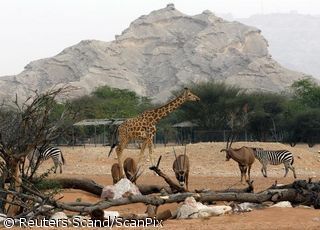 Al Ain zoologijos sode (Jungtiniai Arabų Emiratai)