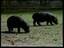 Twin Hippos in Brazil celebrate first Birthday with a spalsh and a hearty lunch 