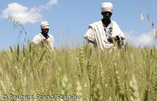 Etiopijos ūkininkai apžiūri kviečių laukus