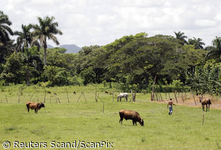 Tipinė ferma Kuboje