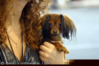 Parodoje galima buvo pamatyti egzotiškiausių veislių šunis